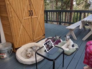 Breckenridge Chalet near Yosemite. Dog friendly! - Groveland - 1