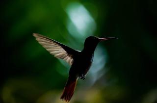 Mindo GlamBird Glamping & Lodge - 4