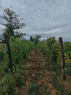 Podere Borgaruccio - Peccioli - 1
