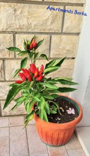 Apartments Borka - Biograd na Moru - 7