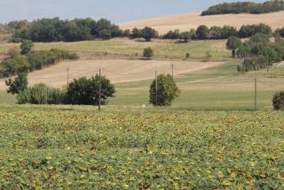 Les treilles d'en Peyre - Nogaret - 0