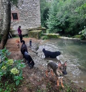 Posada Pet Friendly El Molino de Cantabria - Entrambasaguas - 5