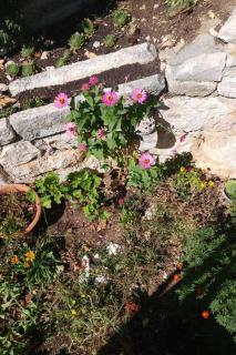 Apartments by the sea Brist, Makarska - 15443 - 3