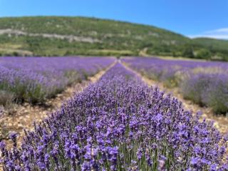 La Bastide des Bourguets Adults Only, Mont Ventoux - Sault-de-Vaucluse - 6