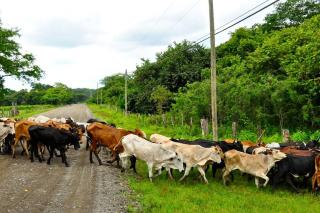 Cascadas Corcovado - luxury villa - Charcos - 8