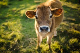Fernhill Guest Farm - Knysna - 8