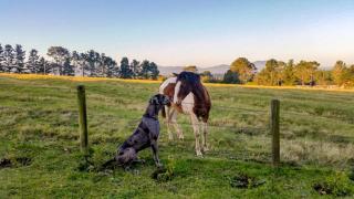 Fernhill Guest Farm - Knysna - 4