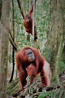 Bukit Lawang - 3