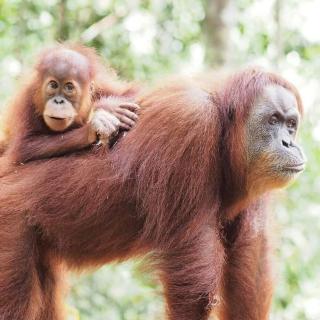 Bukit Lawang - 8