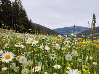 Oeberst-hof - Sarntal - 9