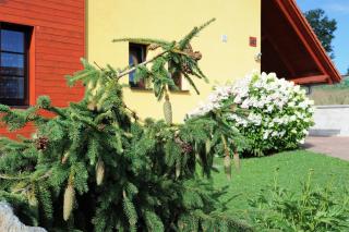 Hortenzie - Kašperské Hory - 7