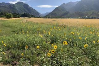 Basecamp Chateau: Alta, Snowbird, Solitude, & Brighton - Cottonwood Heights - 5