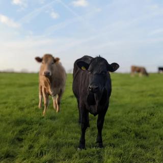 Stunning Shepherd's Hut Retreat North Devon - 4