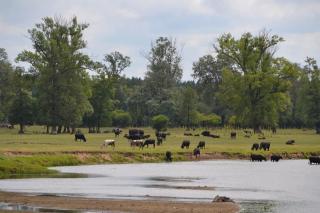 Agroturystyka Staw i koza - Rzewnie - 7