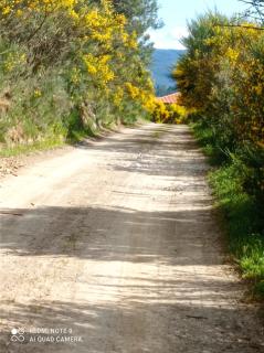 Quinta do Favacal - Agroturismo - Serra da Estrela - Casegas - 6