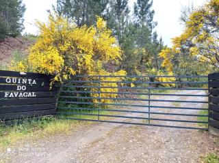 Quinta do Favacal - Agroturismo - Serra da Estrela - Casegas - 7