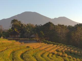 Bali mountain forest cabin - 3
