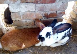 Jurtafarm Ráckeve - a nomád luxus - Ráckeve - 2
