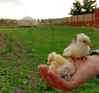 Jurtafarm Ráckeve - a nomád luxus - Ráckeve - 1