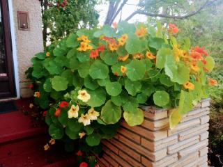 U of A Homestay, Trails & Whyte Ave - Edmonton - 7
