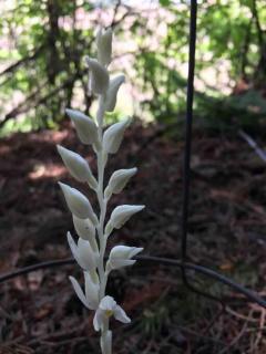 Tiny House Big View - 2
