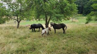 Landgasthof Steuber - Hotel garni - 3