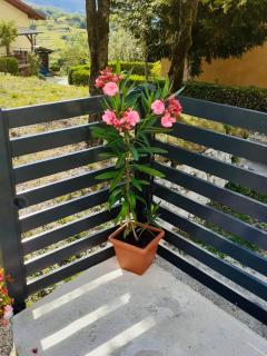 Apartma Pep - Kobarid - 2