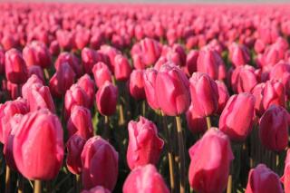 Hotelhuisjes Aartswoud - 4