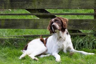 Hotelhuisjes Aartswoud - 3