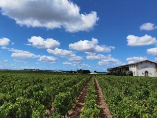 Au cœur des vignobles - Saint-Estèphe - 3