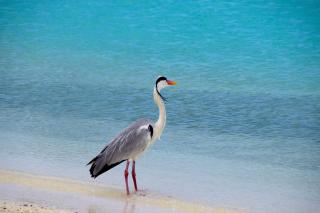 Makunudu Island- An Intimate Hideaway - 7
