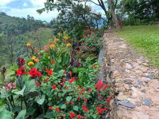 Chameleon Hill Forest Lodge - Bwindi - 9