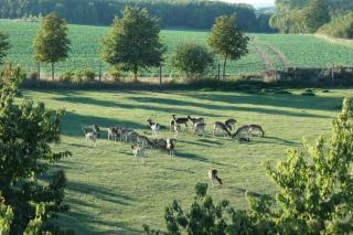 Hotel Schwartze - Weimar - 5