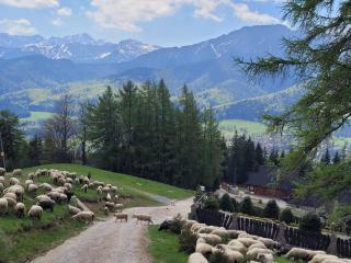 Góralskie domki pod gontem na Polanie Pająkówka - 7