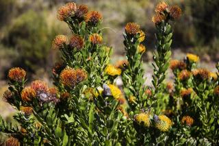 Wolfkop Nature Reserve - 1