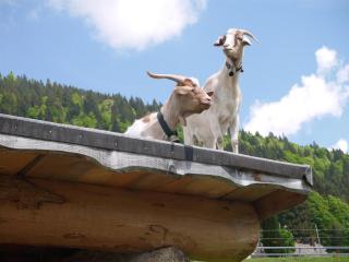 Ferienhof Almfrieden - Balderschwang - 7