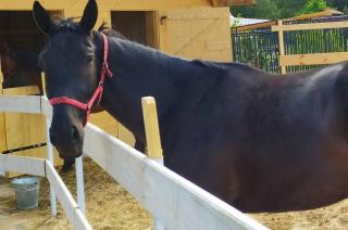 EkoZagroda Goreń Duży - 7