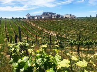 Domaine Chardonnay - Temecula - 4