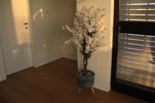 נס הבריאה - 5