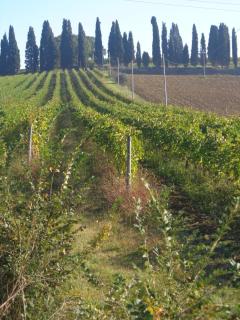 Agriturismo San Giuseppe - 9