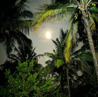 Hasiru Farms Homestay by StayApart - Mudigere - 5
