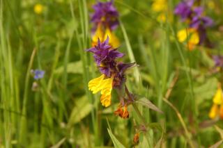 Atpūtas vieta Upes Sausītes - 5