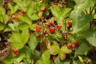 Atpūtas vieta Upes Sausītes - 1