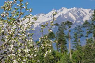 The Tirthan eagle nest, Tirthan Valley - Jibhi - 7