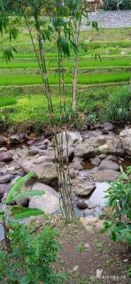 Bucu Riverside - Tabanan - 1