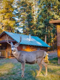 Corkins Lodge - Chama - 5