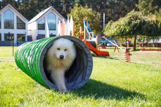 Domy Morskie Dog Frindly - 3