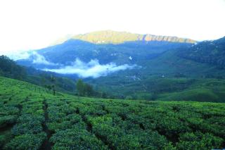 The Nirvana Resort Munnar - 1