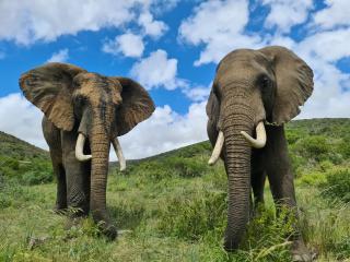 Indalu Game Reserve - Boggomsbaai - 0