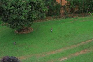 Egg Botanical View - 1